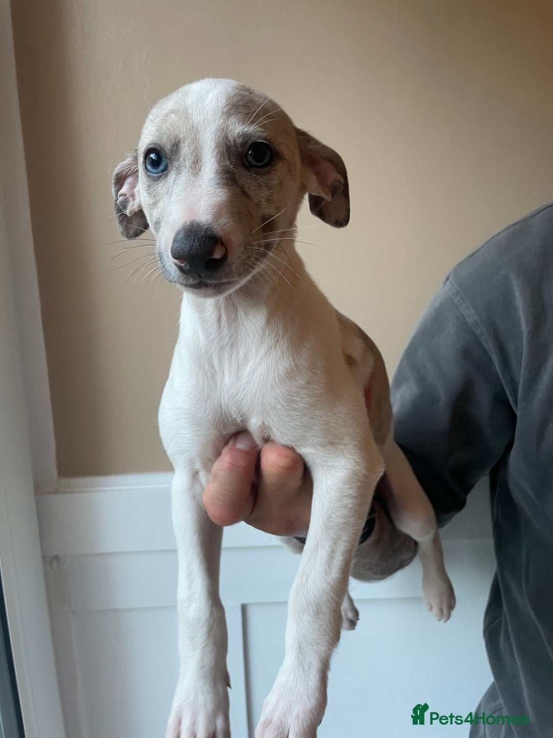 Whippet dogs for sale: Whippet pups  - Image 16