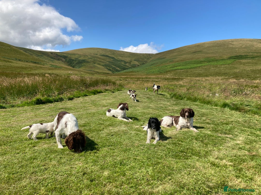 English Springer Spaniel dogs for sale: English Springer Spaniel Pups  - Image 6