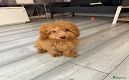 Toy Poodle dogs for sale: 5 month old toy poodle  - Image 7