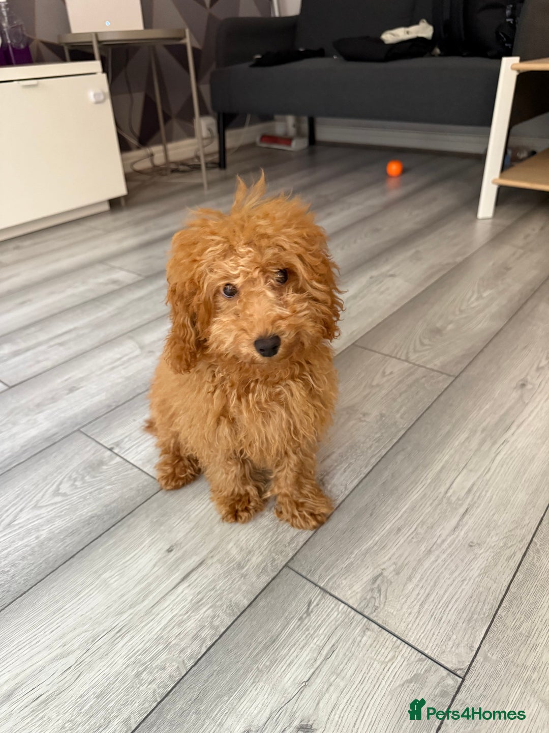 Toy Poodle dogs for sale: 5 month old toy poodle  - Image 7