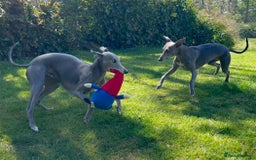 Whippet dogs for sale: Beautiful Pedigree Whippet puppies, healthy happy  - Image 8