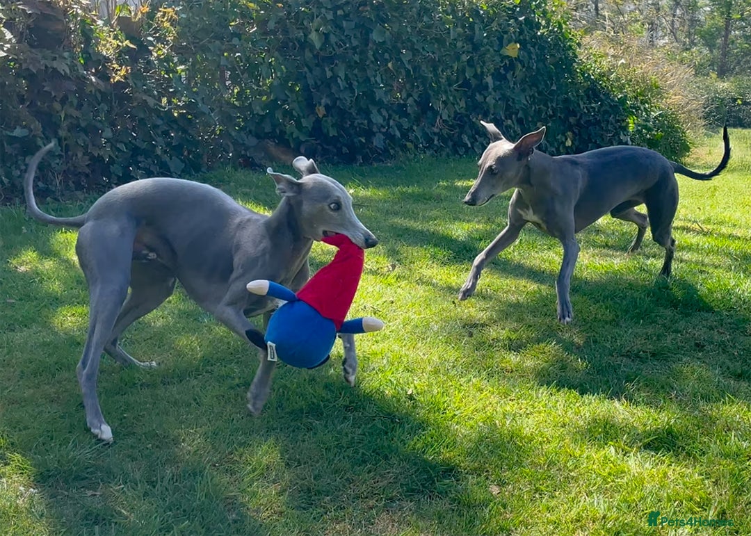 Whippet dogs for sale: Beautiful Pedigree Whippet puppies, healthy happy  - Image 8