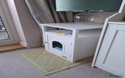 Domestic Shorthair cats for sale: Rehoming our beautiful Callie - Image 15