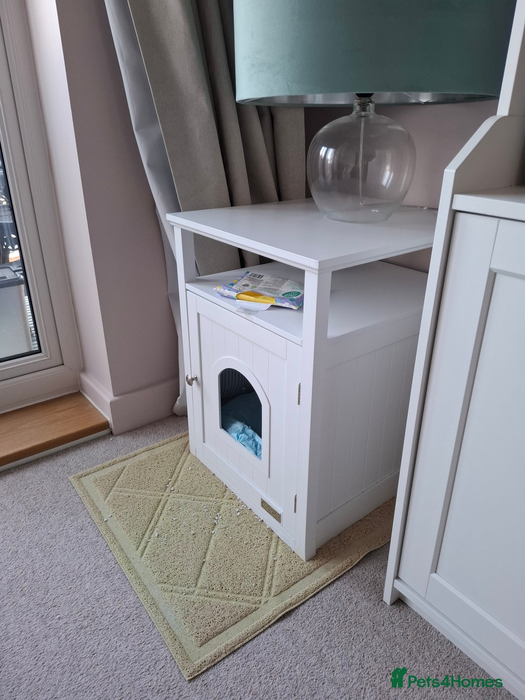 Domestic Shorthair cats for sale: Rehoming our beautiful Callie - Image 15