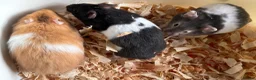 Hamster rodents for sale: Super friendly boy Syrian hamsters  - Advert 3