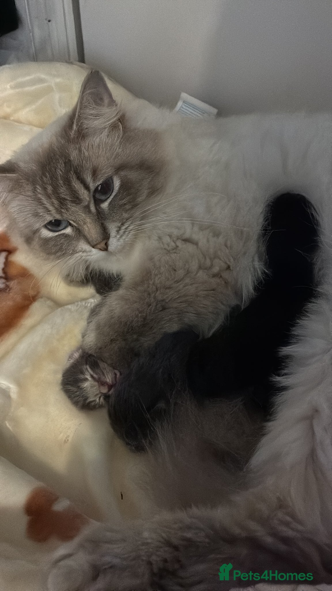 Ragdoll cats Ragdoll X ready in 8 weeks time!  - Advert 3