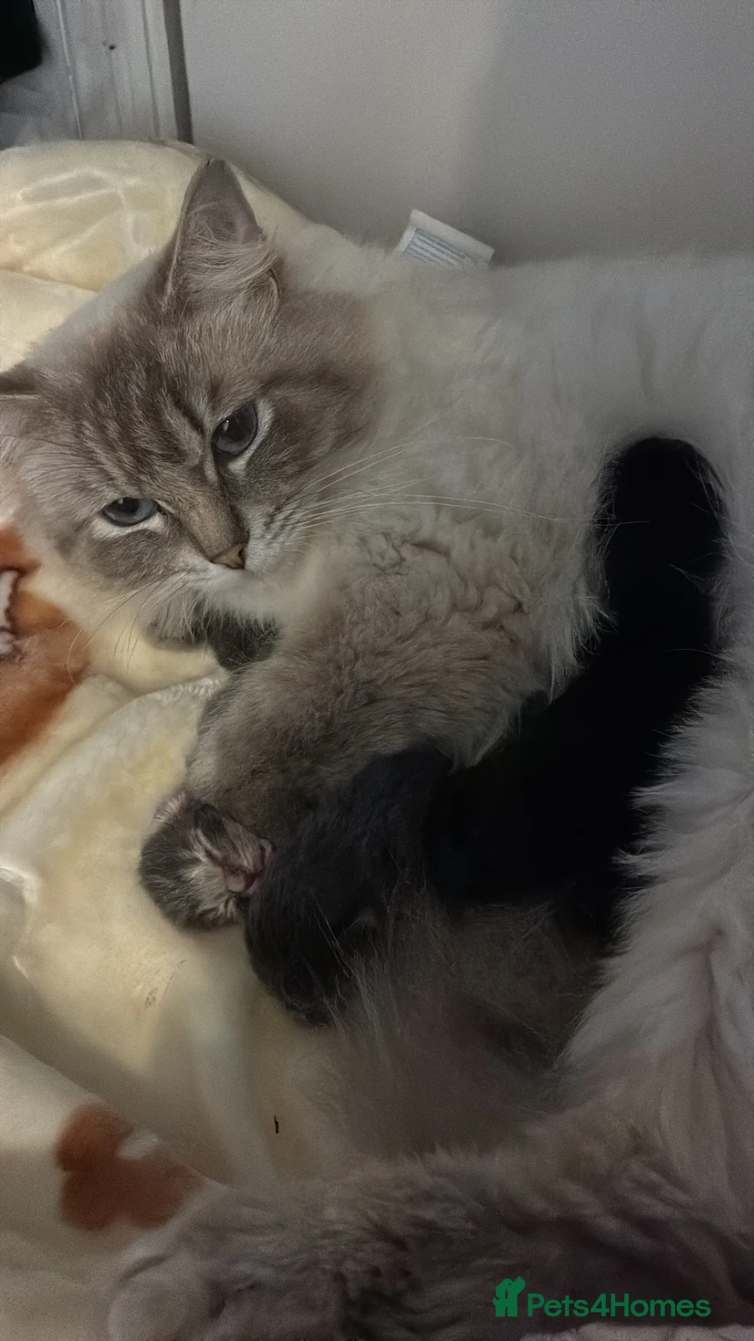 Ragdoll cats for sale: Ragdoll X ready in 8 weeks time!  in Cobham - Advert 1