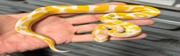 Python Snake reptiles for sale: Various royal pythons from £25 upwards  - Advert 2