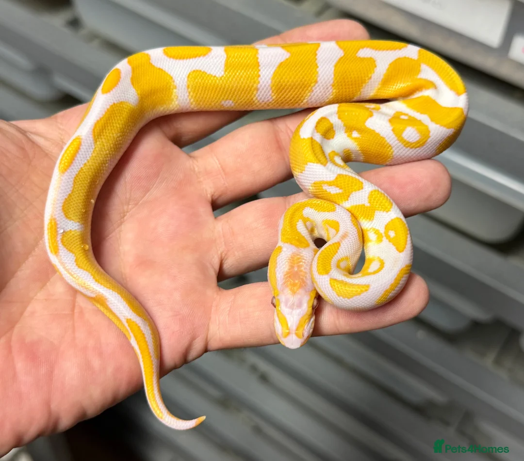 Python Snake reptiles for sale: Various royal pythons from £25 upwards  - Advert 2