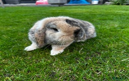 Mini Lop rabbits for sale: Bonded Rabbits For Sale - Image 2