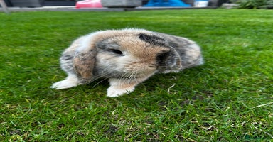 Mini Lop rabbits - Advert 7