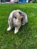 Mini Lop rabbits - Advert 8