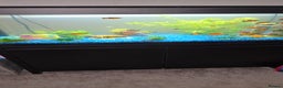 Platies fish for sale: Fluval roma 125l Tank Complete Set up - Advert 2