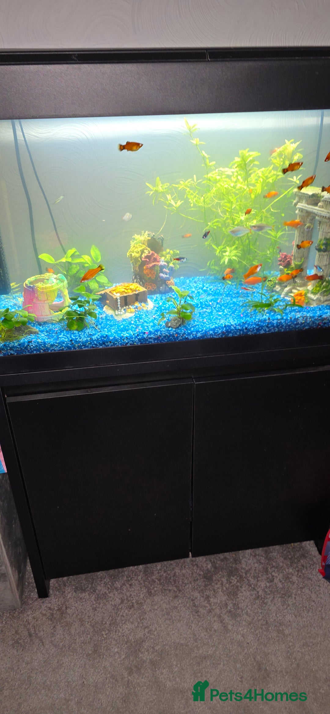 Platies fish for sale: Fluval roma 125l Tank Complete Set up - Advert 2