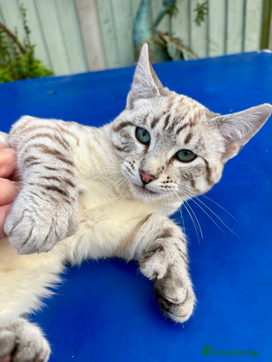Savannah cats for sale: Superb polydactyl snow leopard girl  - Advert 4