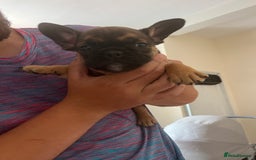 Mixed Breed dogs for sale: Beautiful female puppy ready today  - Image 19
