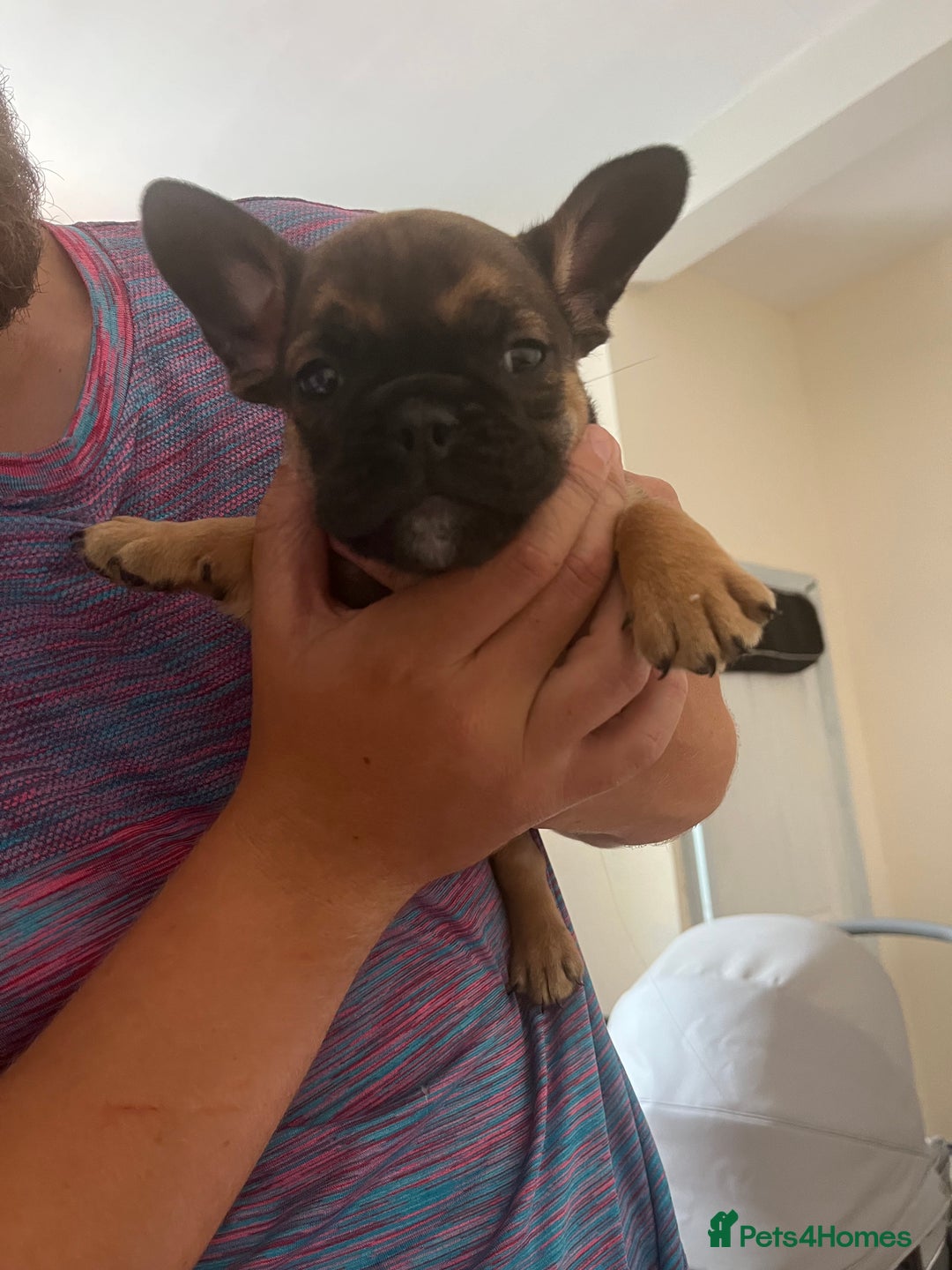 Mixed Breed dogs for sale: Beautiful female puppy ready today  - Image 19