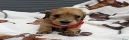 Dachshund dogs for sale: Long-haired RKC reg. mini dachshund  - Advert 4