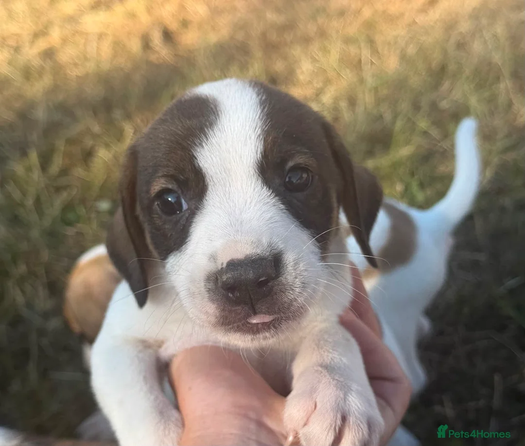 Mixed Breed dogs for sale: Beautiful Beagle Puppies in Warwick - Advert 11