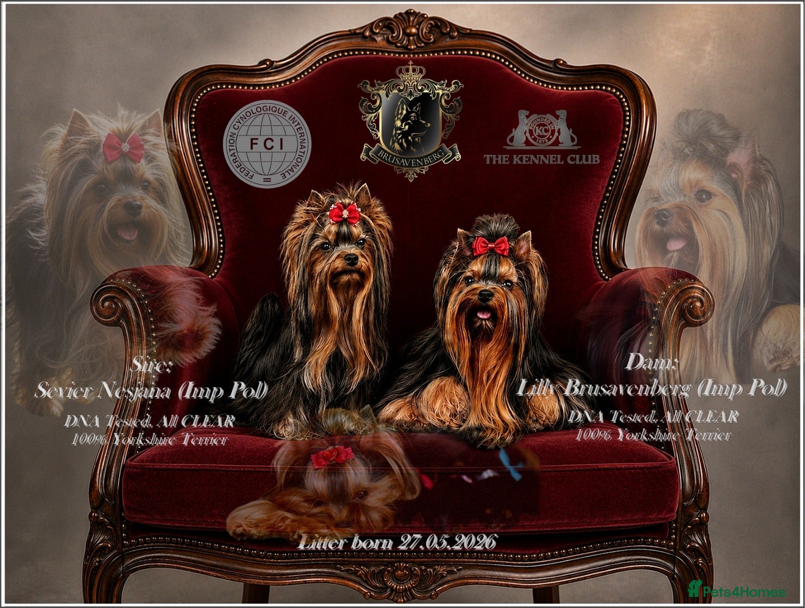Yorkshire Terrier dogs BABY FACE YORKSHIRE TERRIERS KC DNA TESTED PARENTS - Advert 14