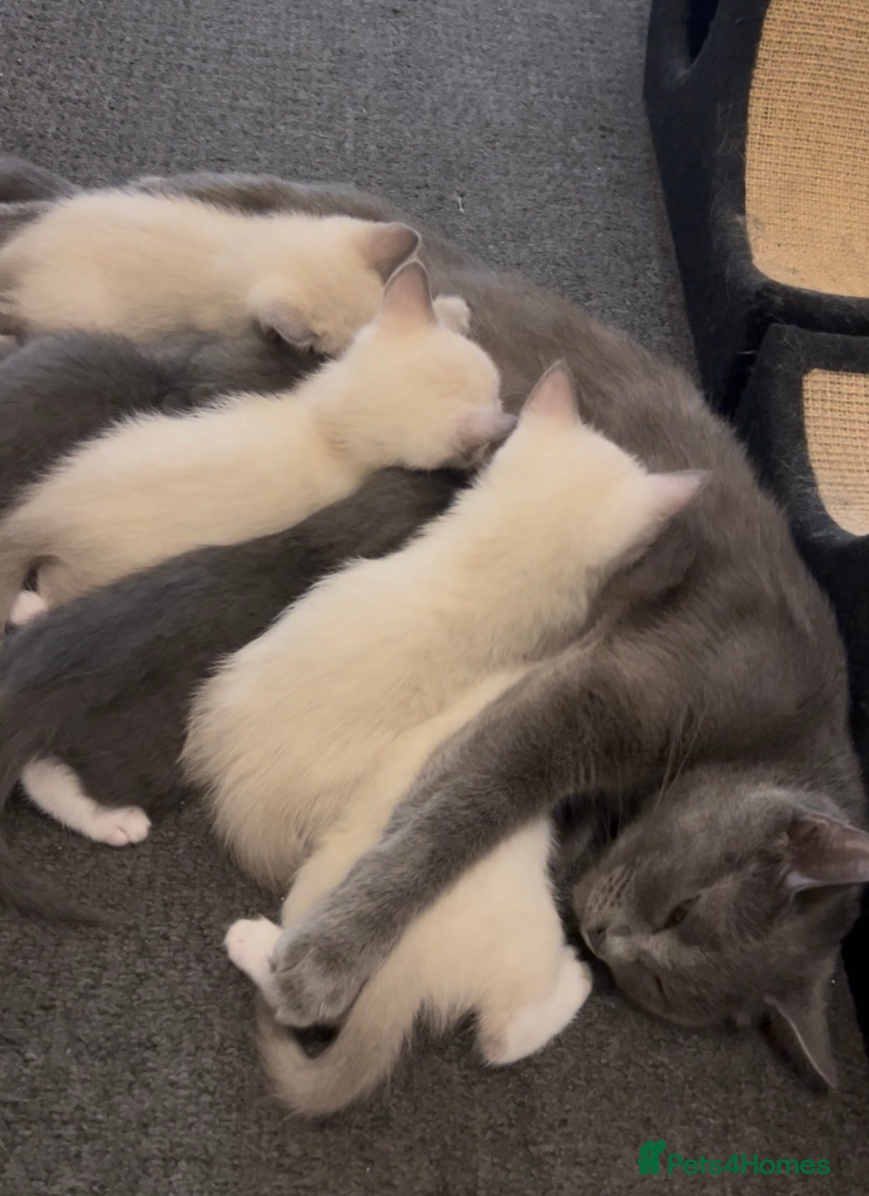 Ragdoll cats Adorable Ragdoll kittens ( mixt) for sale - Advert 2