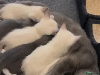 Ragdoll cats Adorable Ragdoll kittens ( mixt) for sale - Advert 2