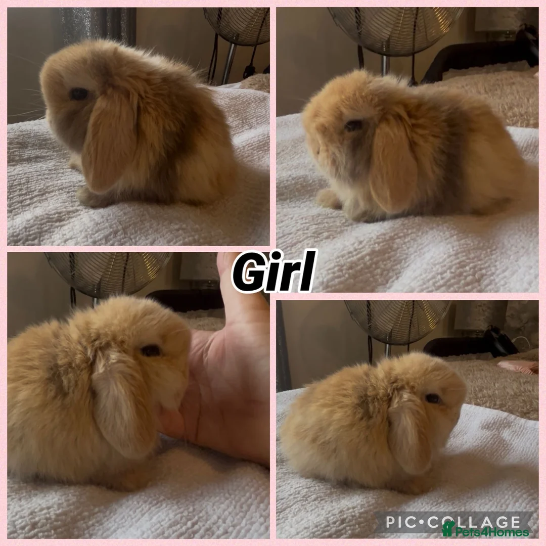 Mini Lop rabbits for sale: PEDIGREE MINI LOP BABIES READY TO RESERVE  - Advert 18