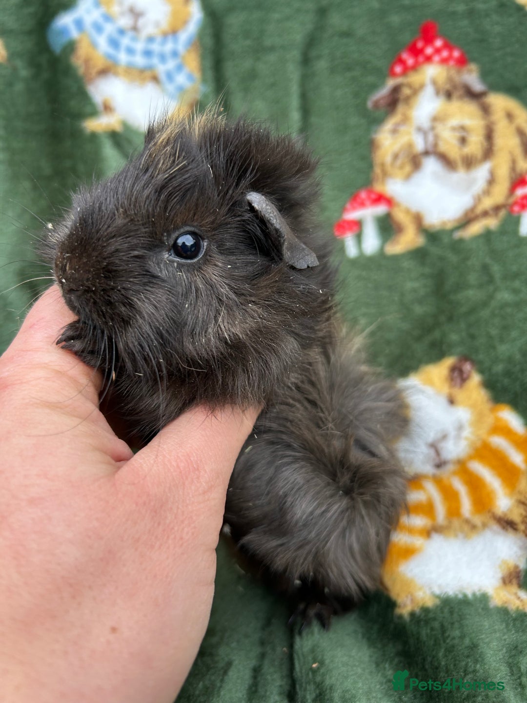 Guinea Pig rodents for sale: Baby Female Guineapigs  - Image 2