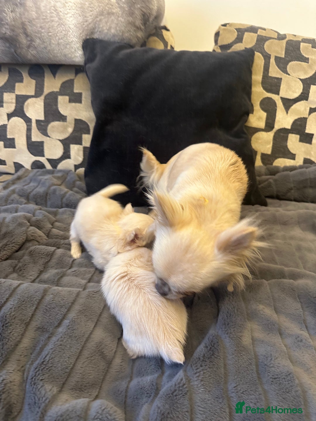 Chihuahua dogs for sale: KC Reg Russian and Czech Champions puppies L/C - Advert 15