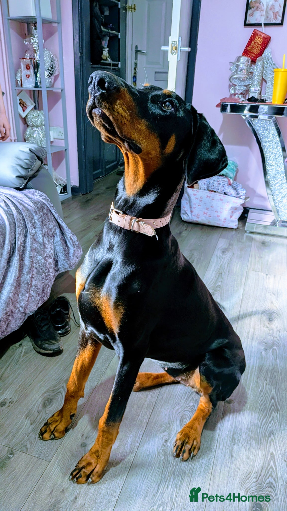 Dobermann dogs Doberman female 7 months  - Advert 1