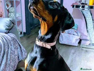 Dobermann dogs Doberman female 7 months - Advert 1