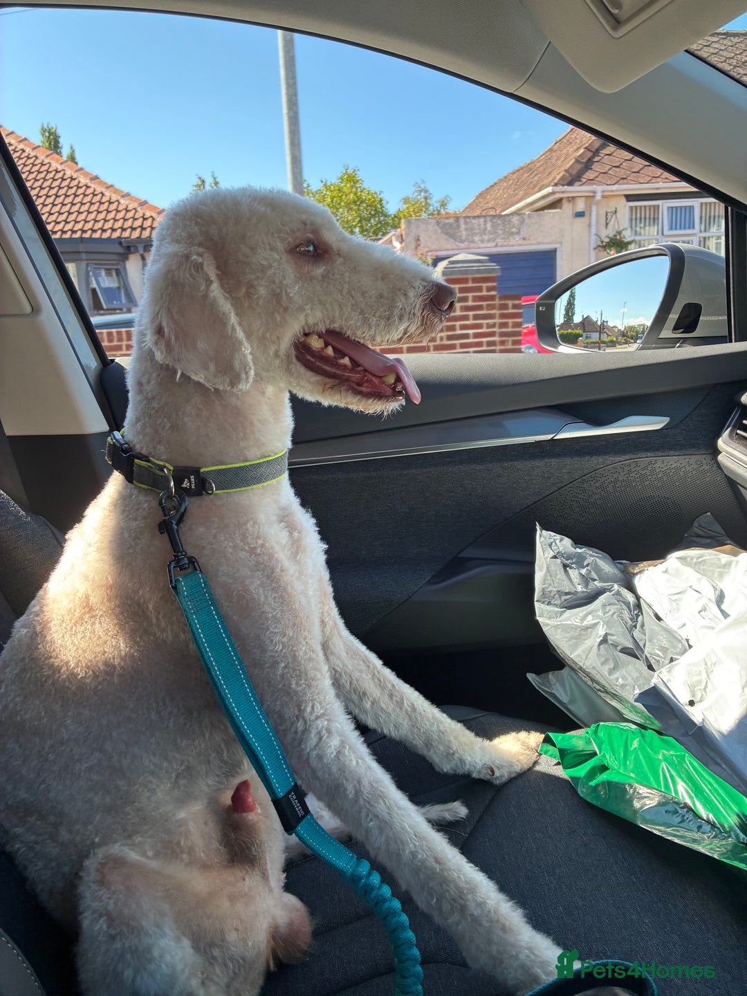 Bedlington Terrier dogs for stud: Bedlington Terrier - Liver - AGE5 in Darlington - Image 22
