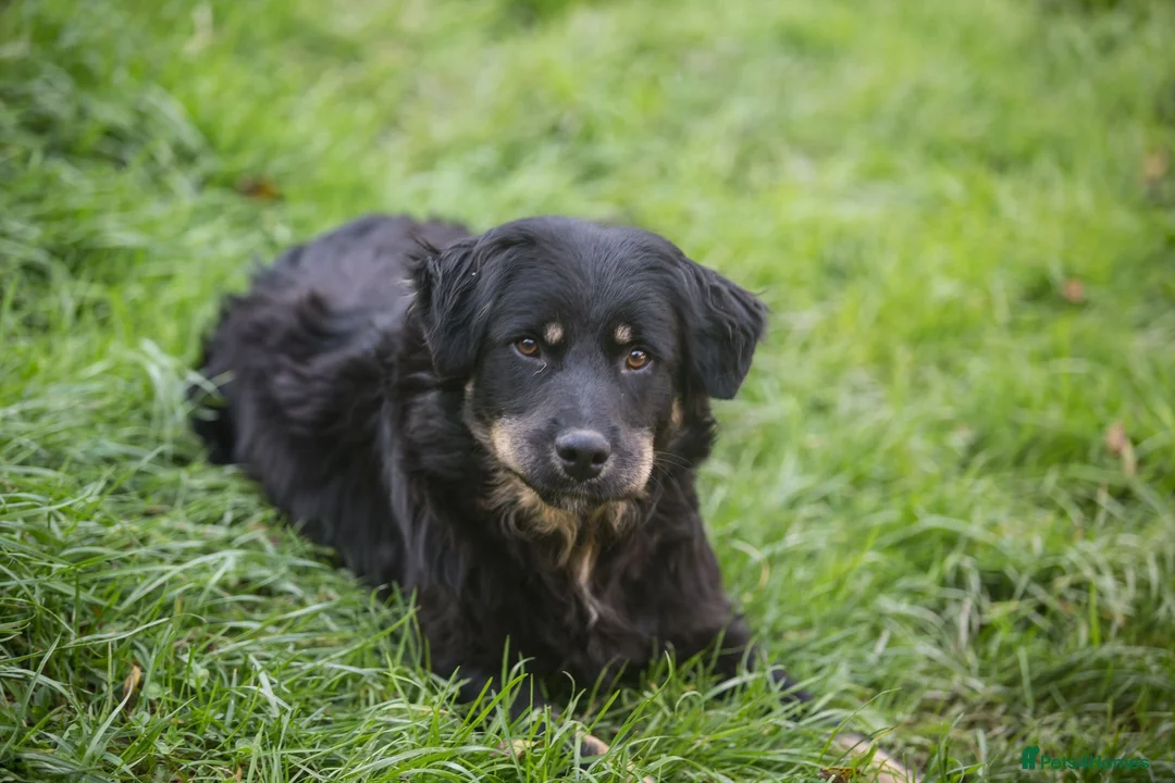 Mixed Breed dogs for adoption: ALEXANDER - Advert 1