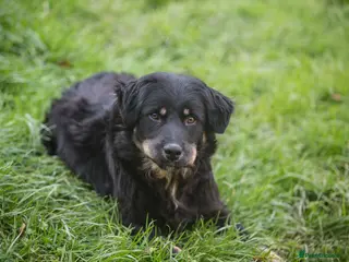 Mixed Breed dogs ALEXANDER - Advert 11