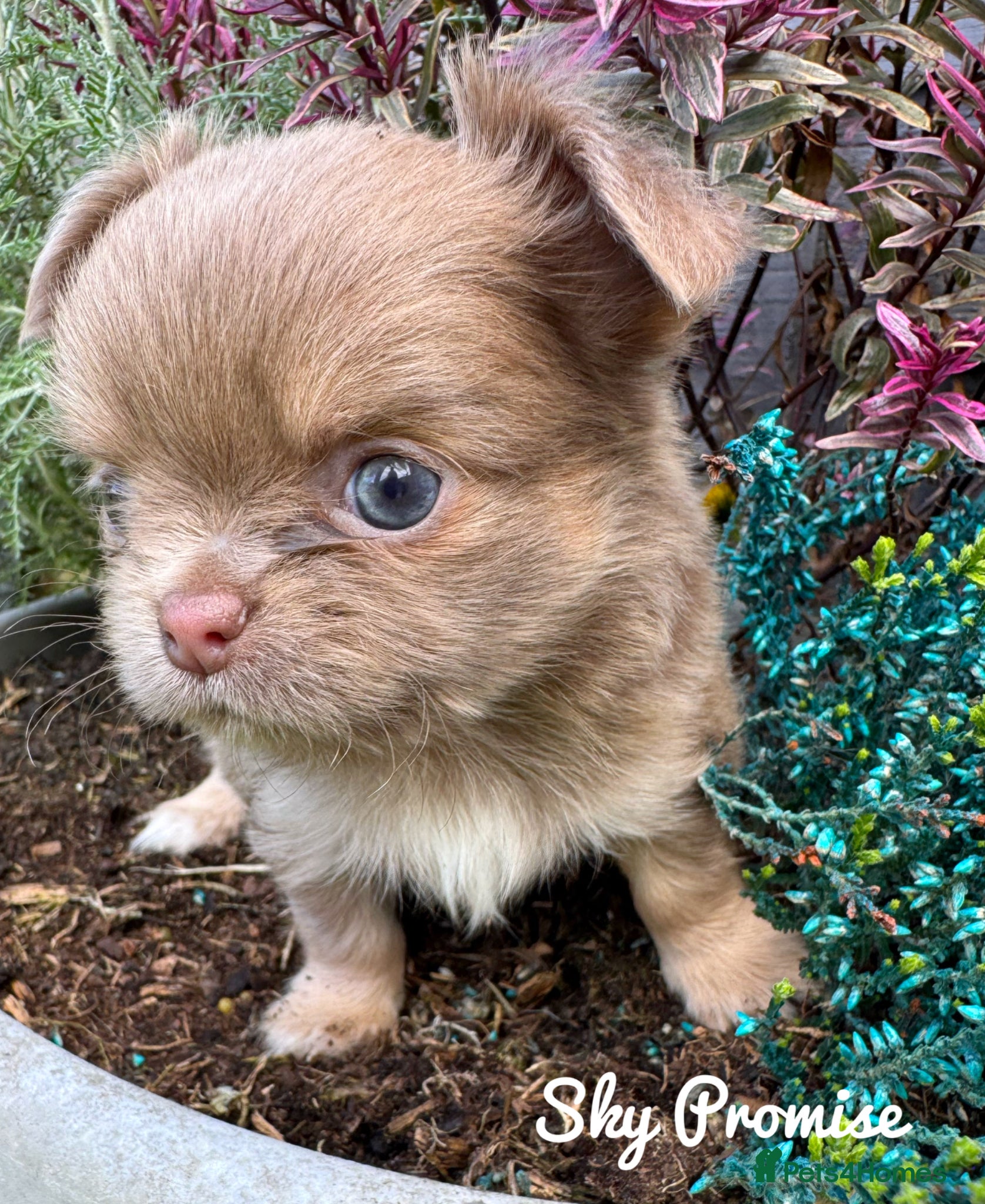 Chihuahua dogs KC chocolate and lilac long coat quality puppies  - Advert 1