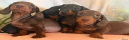 Miniature Dachshund dogs for sale: ❤️🐾 Adorable Miniature Dachshunds 🐾❤️ - Advert 21