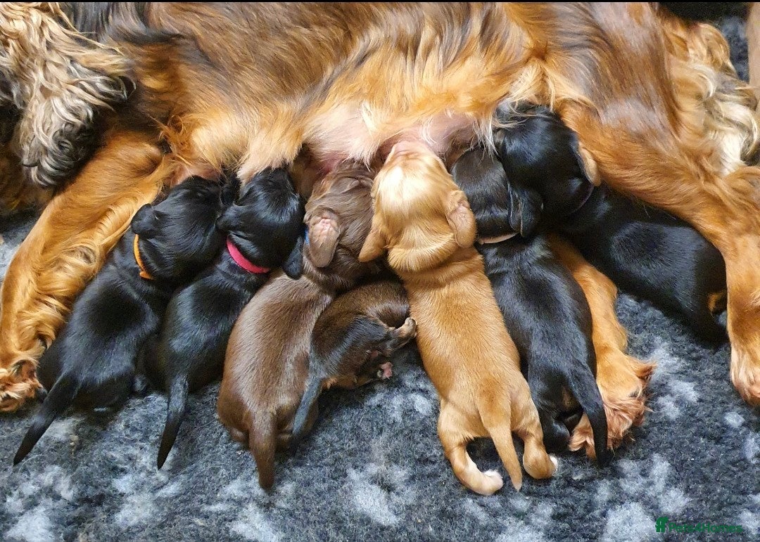 Cocker Spaniel dogs Litter of gorgeous cocker spaniel puppies  - Advert 5