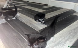 Russian Blue cats for sale: 4 beautiful Russian blue mix  - Image 9