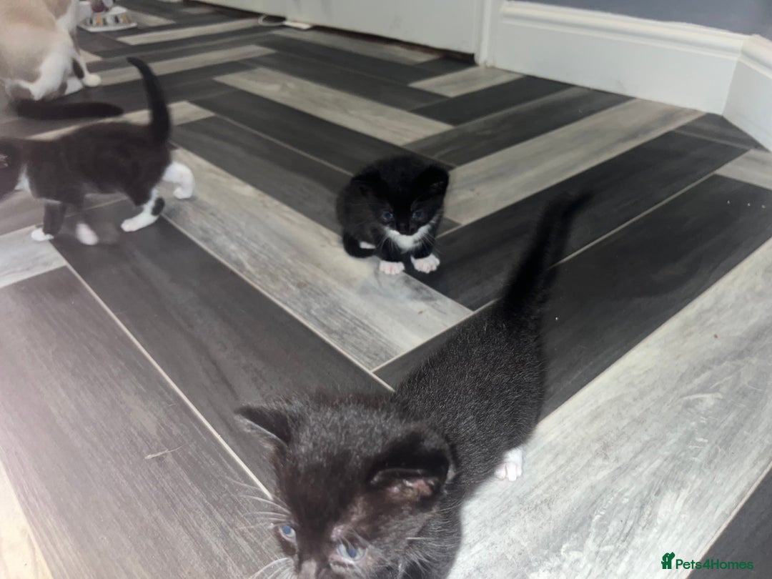 Russian Blue cats for sale: 4 beautiful Russian blue mix  - Image 9