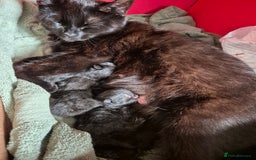 Mixed Breed cats for sale: Lovely kittens - Image 1