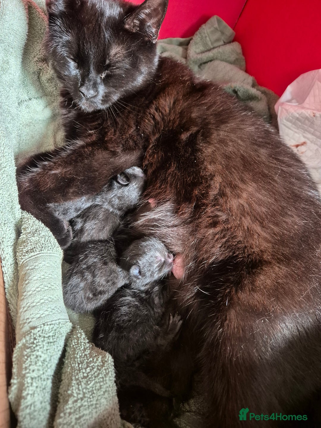 Mixed Breed cats for sale: Lovely kittens - Image 1