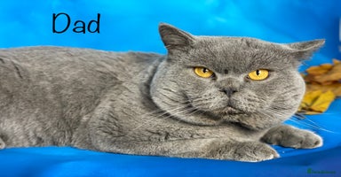 British Shorthair cats - Advert 2