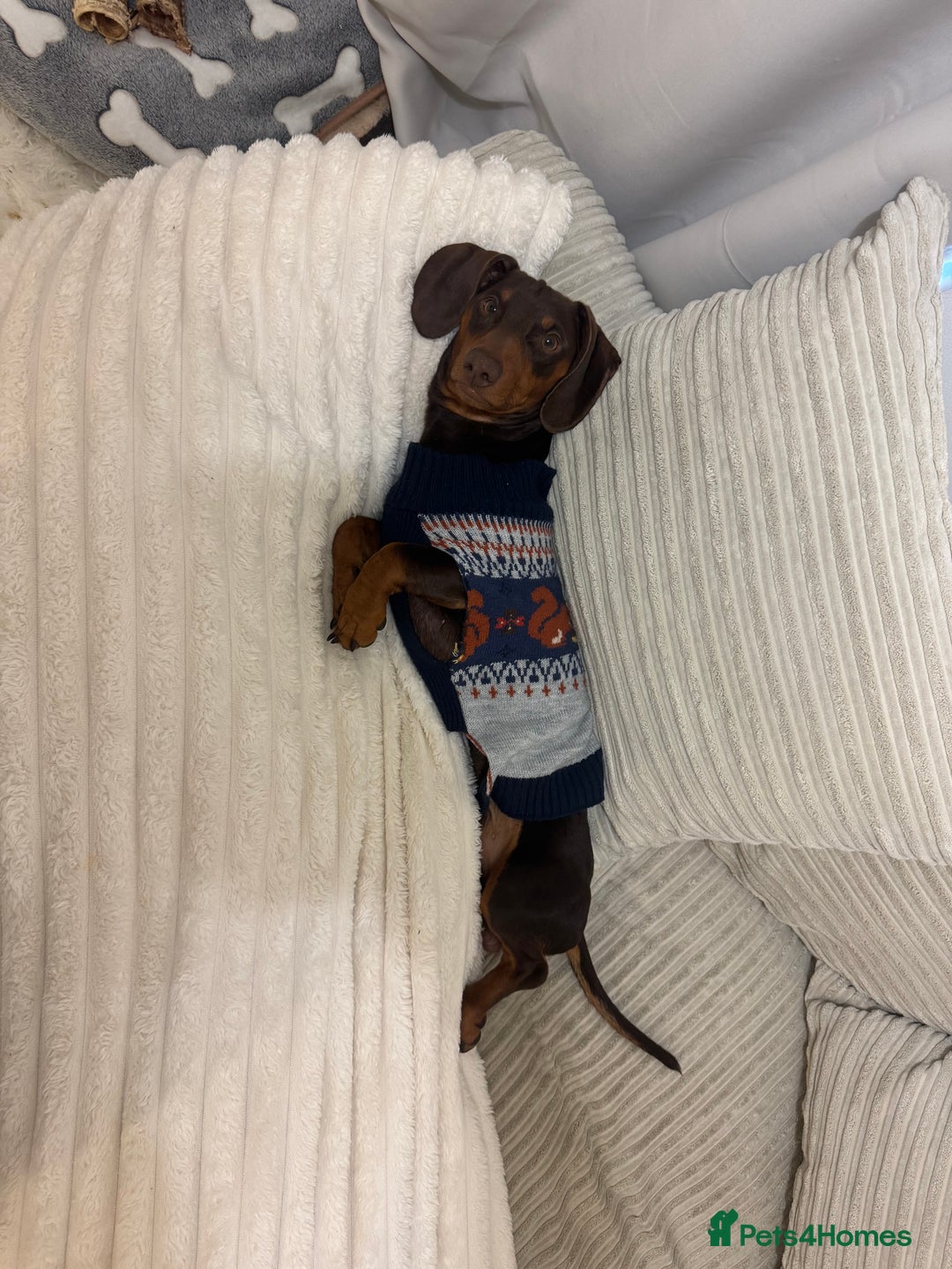 Dachshund dogs for stud: My beautiful bear❤️ - Advert 5