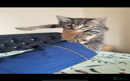 Bengal cats for sale: 2 stunning bengal kittens looking for their home - Image 5