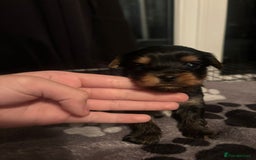Yorkshire Terrier dogs for sale: Yorkshire terrier puppy  - Advert 4