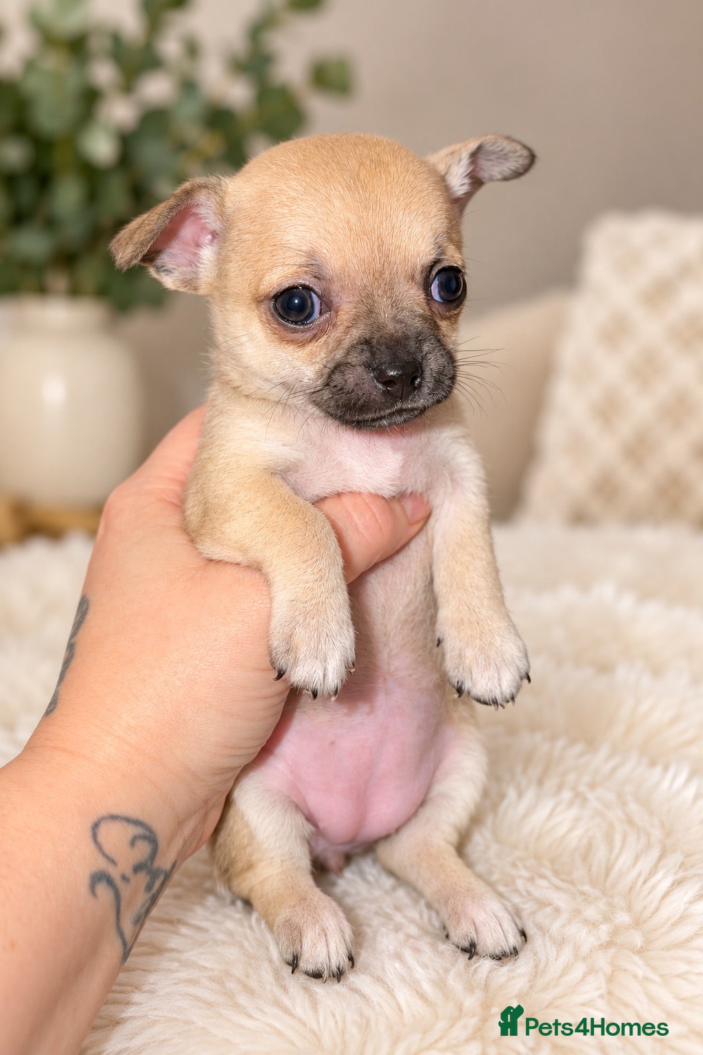 Chihuahua dogs Beautiful Chihuahua Puppies Ready Soon - Advert 11
