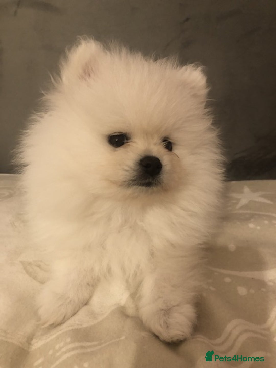 Pomeranian dogs for sale: Teddy Face , Pop Quality, Tiny BOY! - Advert 16