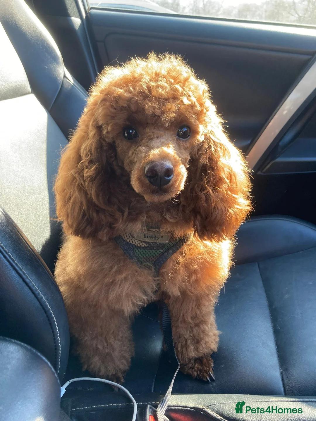 Maltipoo dogs for sale: TOP QUALITY CHAMPAGNE MALTIPOO. - Advert 2