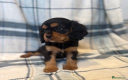 Cavalier King Charles Spaniel dogs for sale: 4 stunning B&t chocolate carrier cavaliers - Image 5