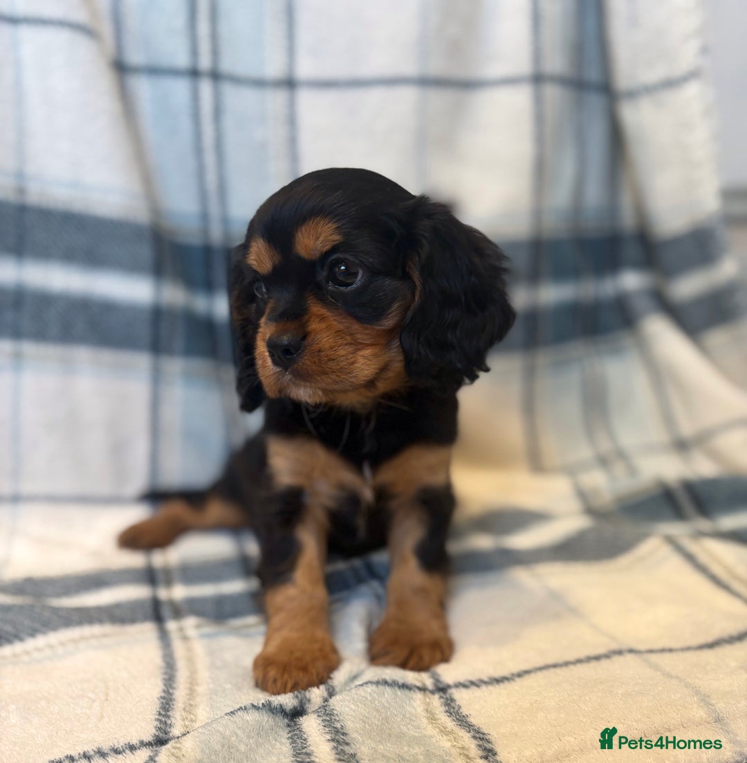 Cavalier King Charles Spaniel dogs for sale: 4 stunning B&t chocolate carrier cavaliers - Image 5